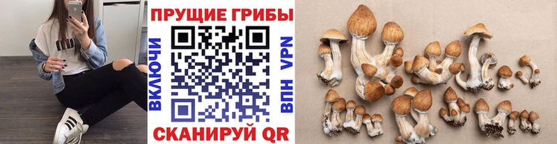 Псилоцибиновые грибы ЛСД  Купить где  Островной 
